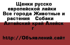 Щенки русско европейской лайки - Все города Животные и растения » Собаки   . Алтайский край,Алейск г.